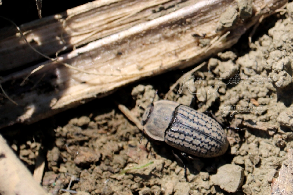 Opatrum sabulosum - sároshátú gyászbogár