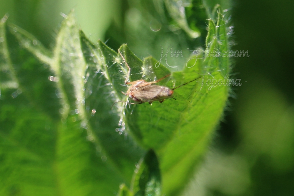 Chironomidae - árvaszúnyogok