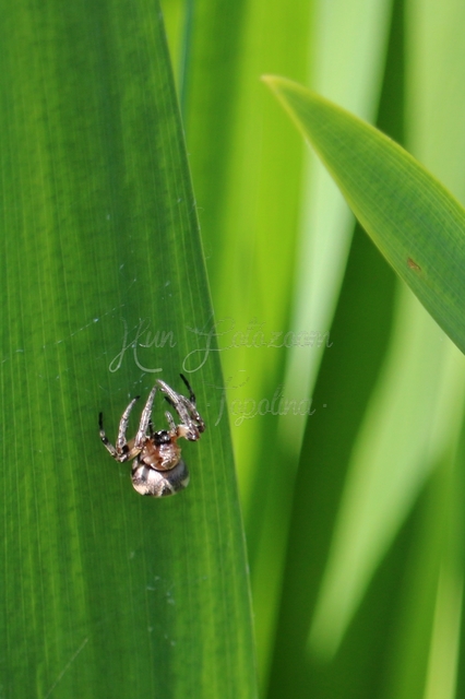 Larinioides cornutus - nádi keresztespók