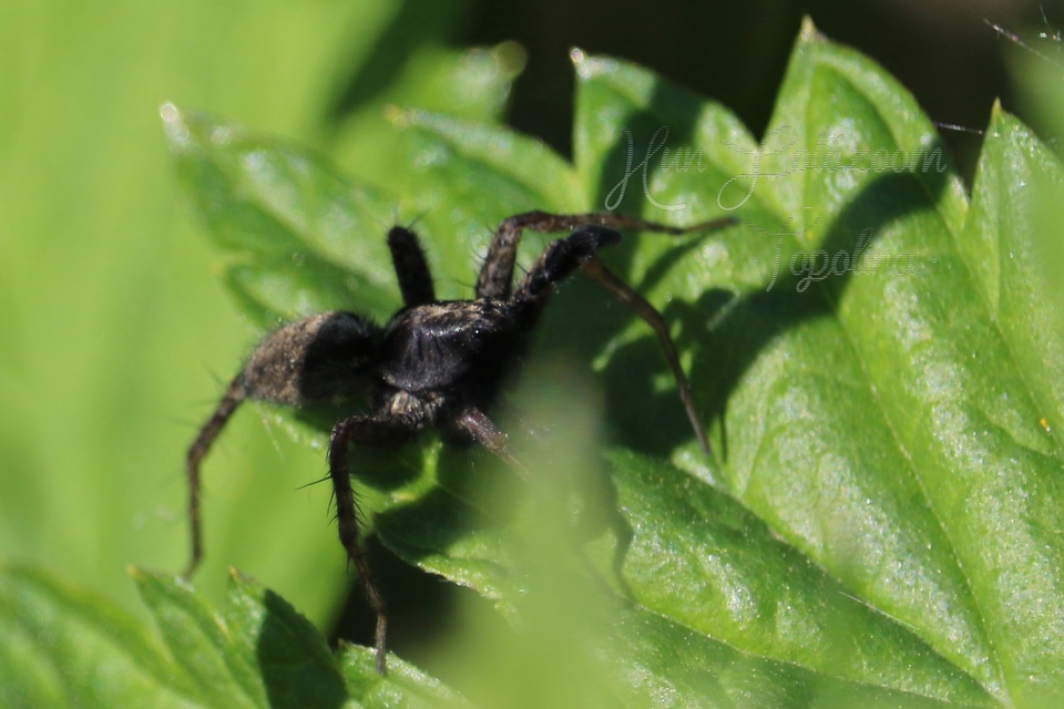 Pardosa