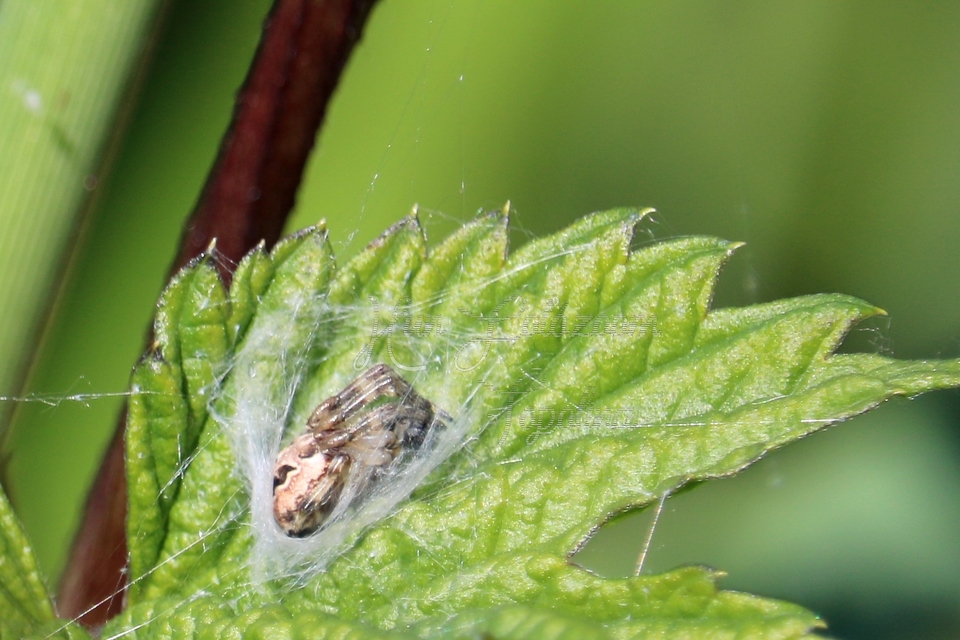 Larinioides cornutus - nádi keresztespók