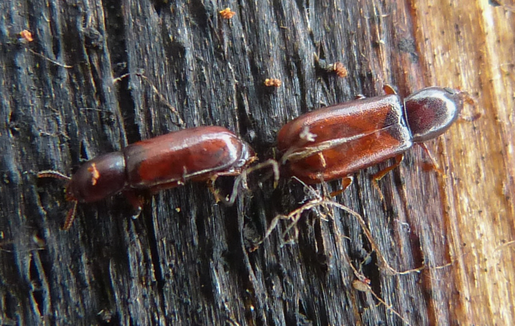 Corticeus unicolor - egyszínű kéregbújó