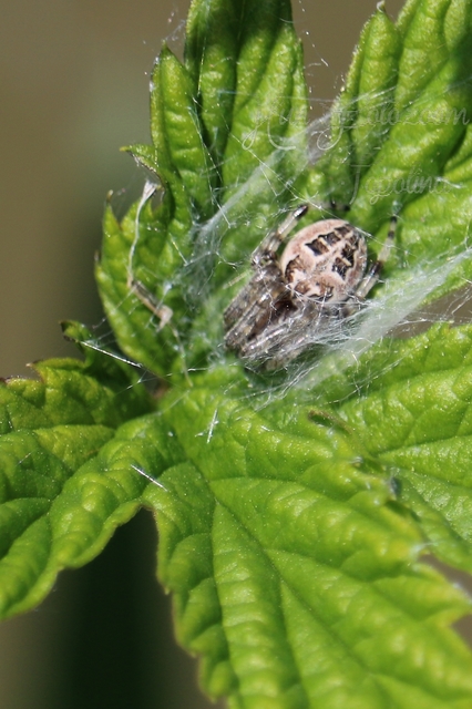 Larinioides cornutus - nádi keresztespók