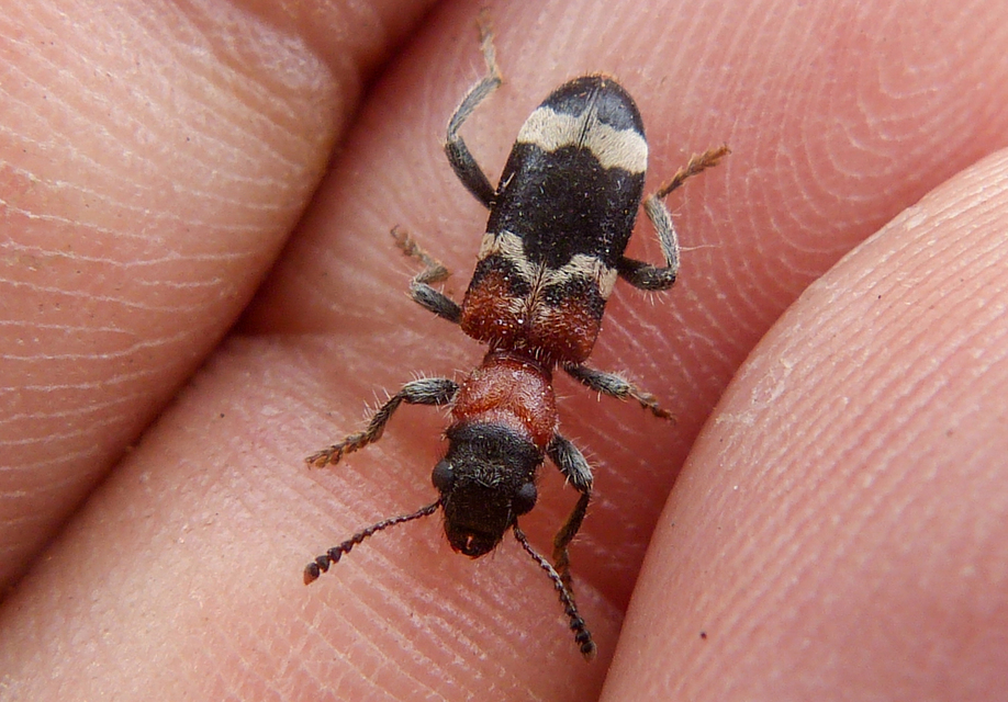 Thanasimus formicarius - vörösnyakú szúfarkas