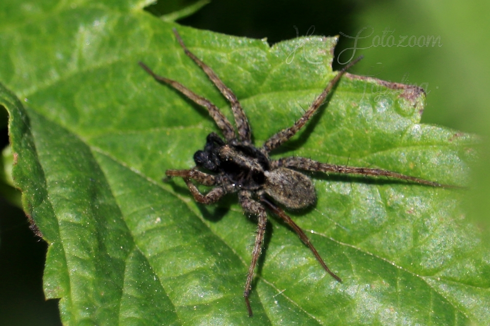 Pardosa