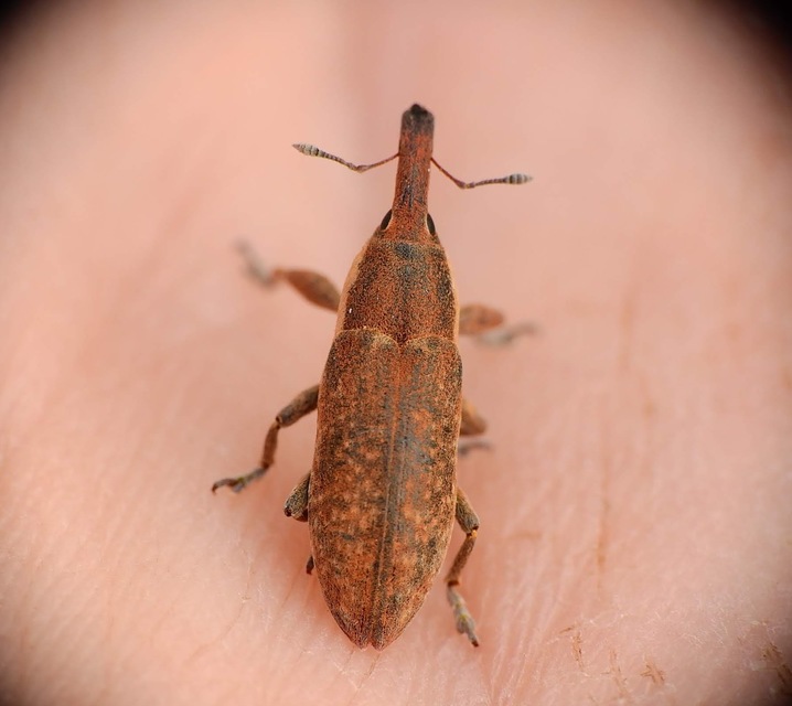 Lixus