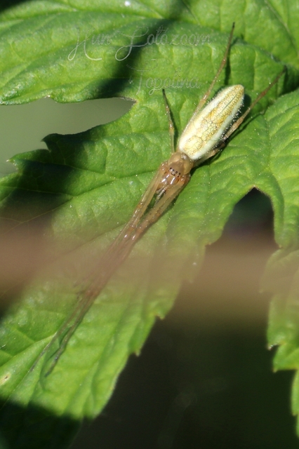 Tetragnatha