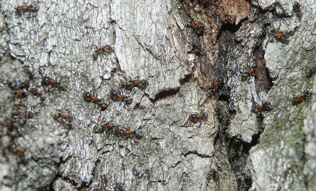 Liometopum microcephalum - tölgyfahangya
