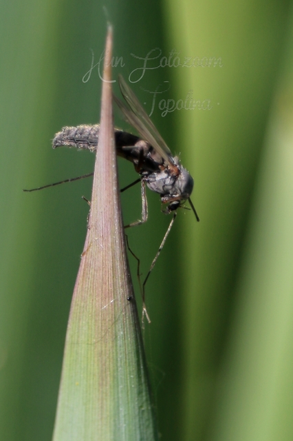 Chironomidae - árvaszúnyogok
