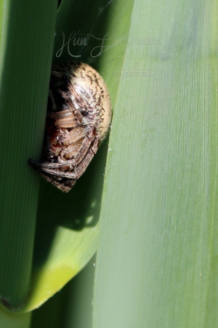 Larinioides cornutus - nádi keresztespók