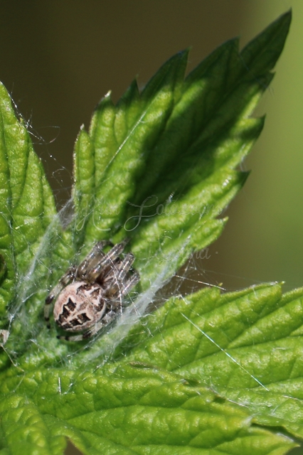 Larinioides cornutus - nádi keresztespók