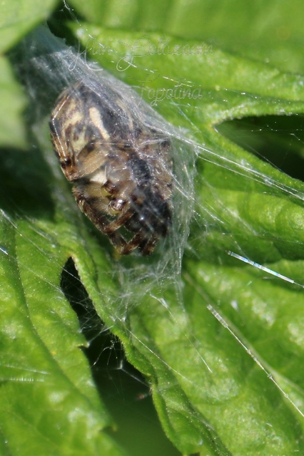 Larinioides cornutus - nádi keresztespók