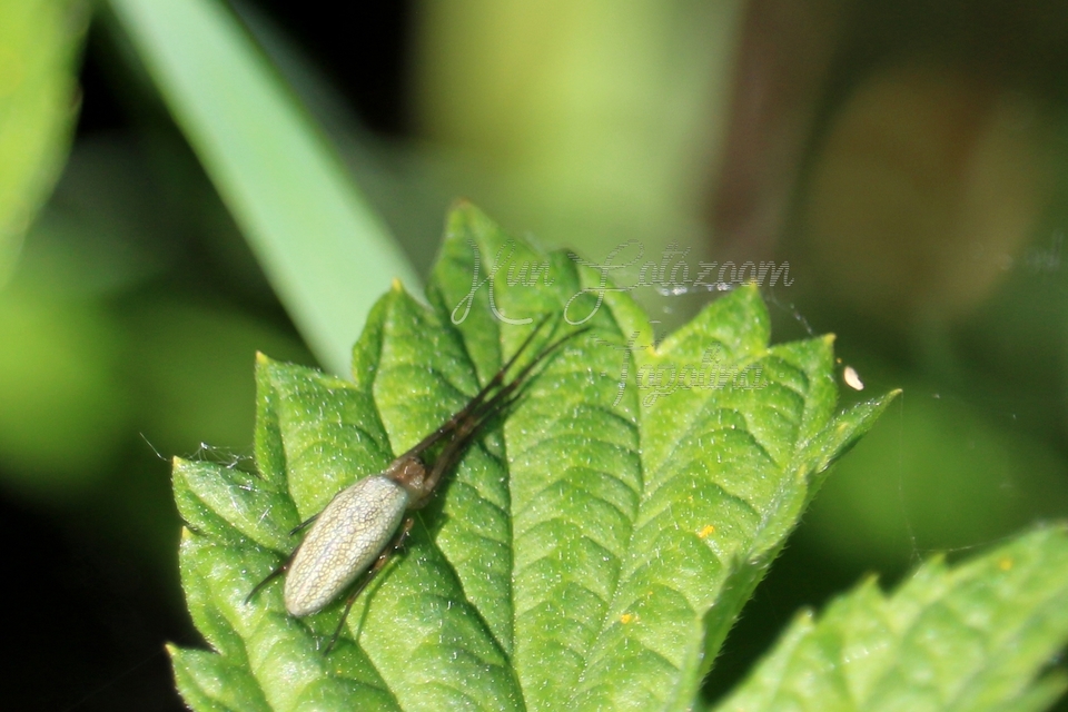 Tetragnatha