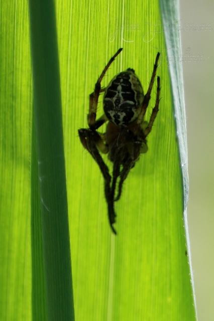 Larinioides cornutus - nádi keresztespók