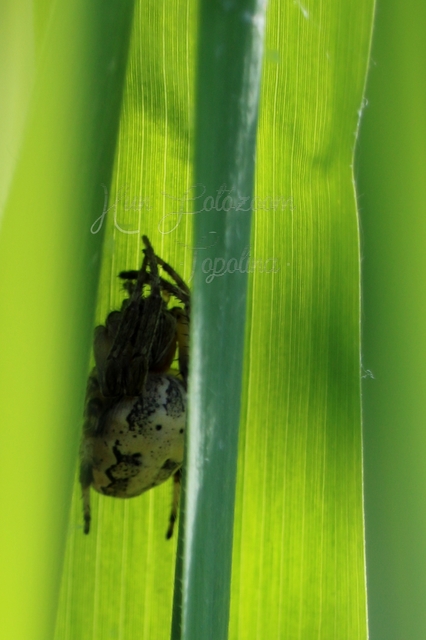 Larinioides cornutus - nádi keresztespók