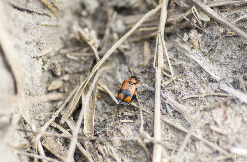 Lebia cruxminor - keresztes cserjefutó