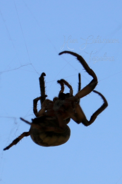 Larinioides cornutus - nádi keresztespók