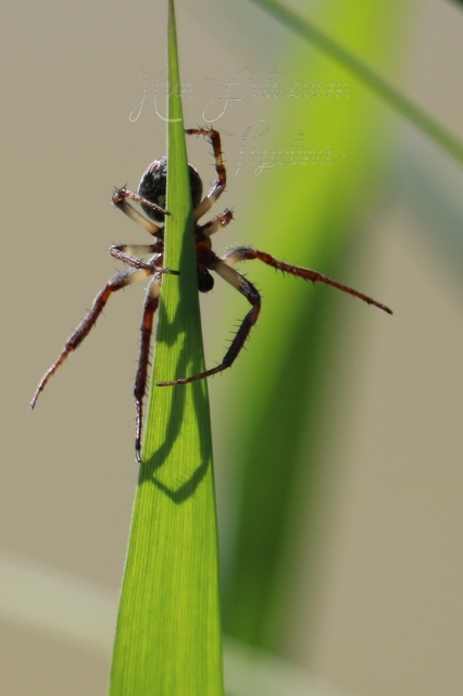 Larinioides cornutus - nádi keresztespók