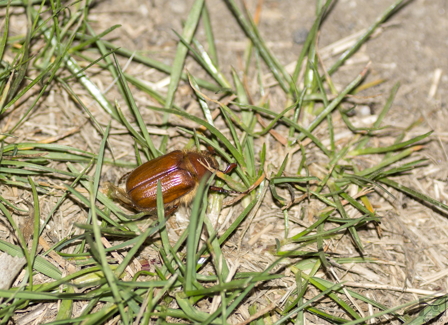 Holochelus aequinoctialis - tavaszeleji cserebogár