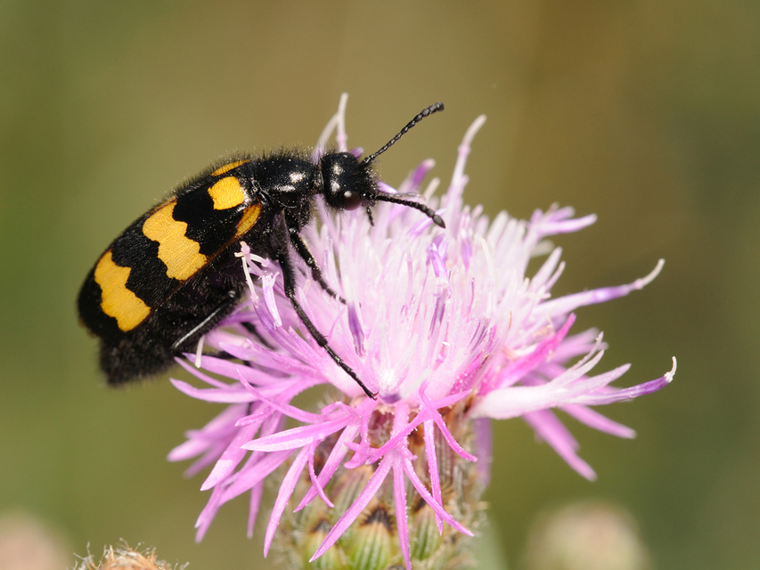 Mylabris variabilis - szalagos hólyaghúzó Mylabris variabilis - szalagos hólyaghúzó