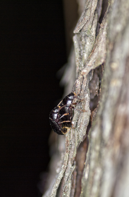 Nalassus dermestoides - rövidszárnyú gyászbogár