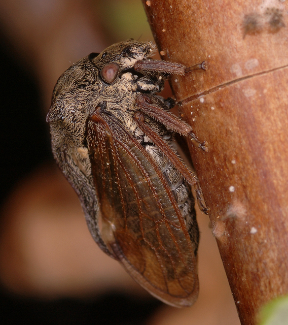 Centrotus cornutus - szarvaskabóca