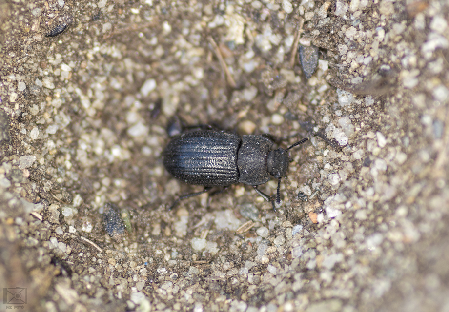 Gonocephalum granulatum pusillum