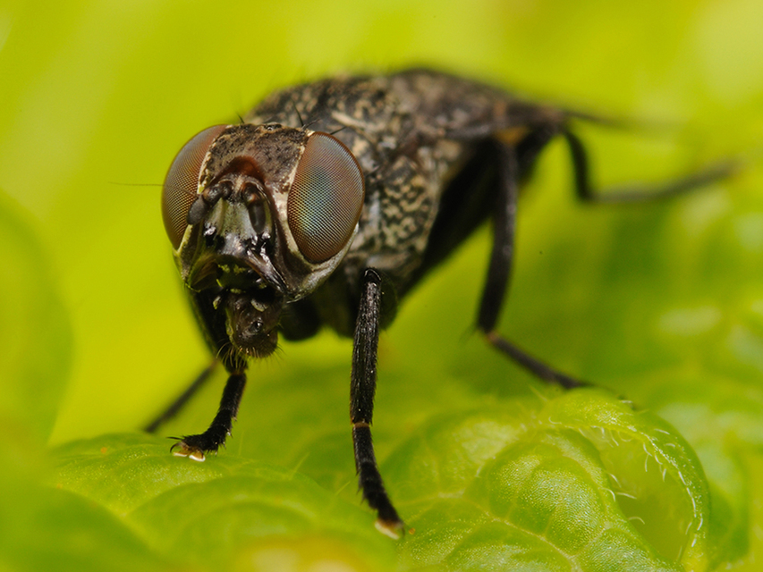 Platystoma