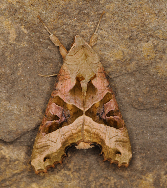 Phlogophora meticulosa - vándorló csipkésbagoly