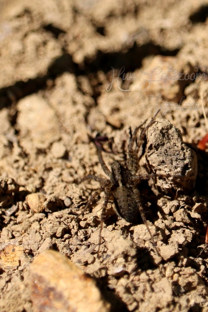 Pardosa