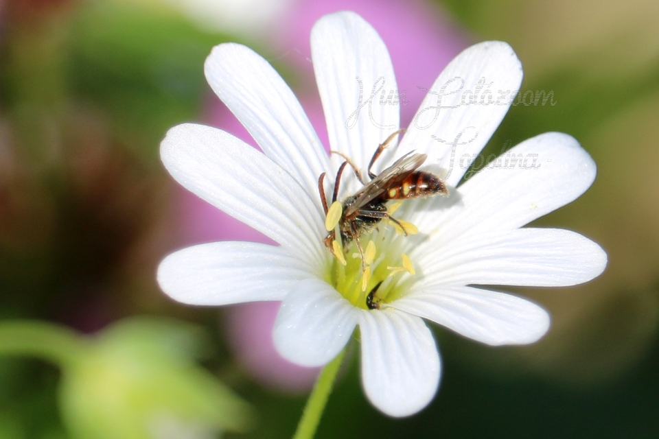Nomada