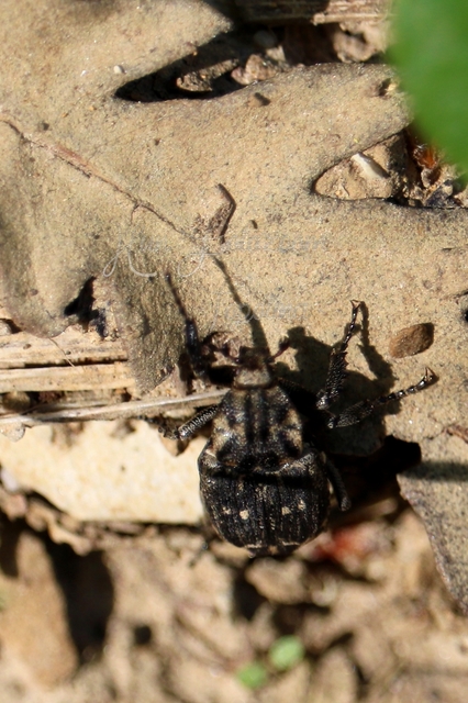Valgus hemipterus - suta virágbogár
