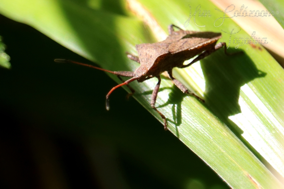Coreus marginatus - közönséges karimáspoloska