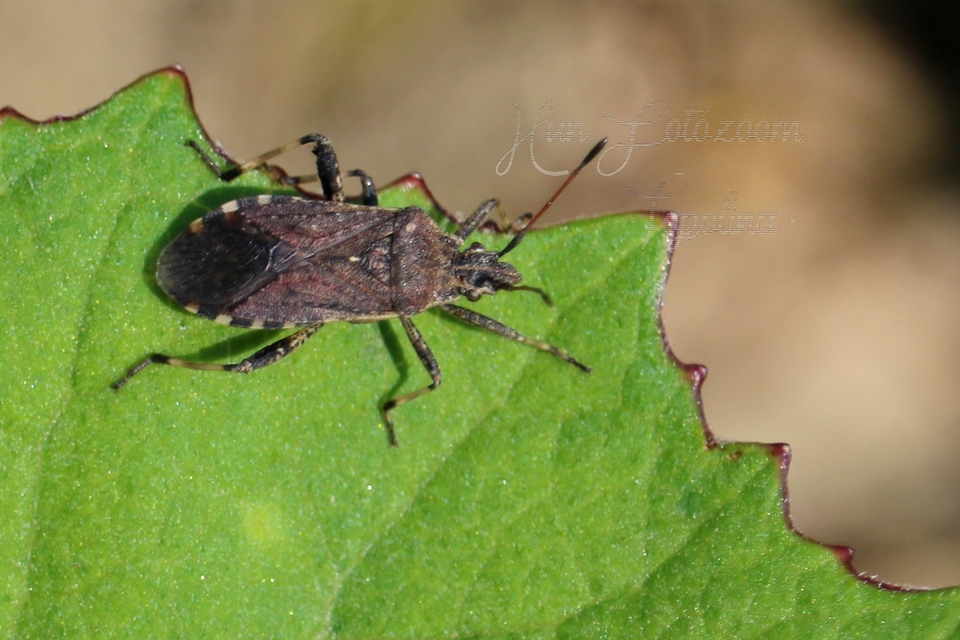 Ceraleptus gracilicornis - tüskéslábú karimáspoloska