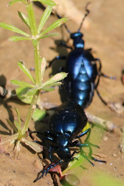 Meloe violaceus - kék nünüke