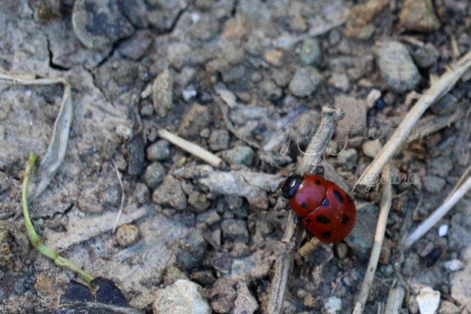 Gonioctena fornicata - közönséges lucernabogár