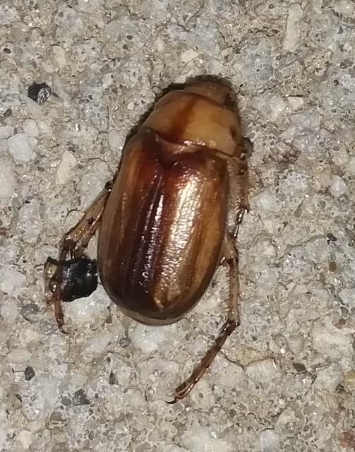 Rhizotrogus aestivus - tavaszvégi cserebogár