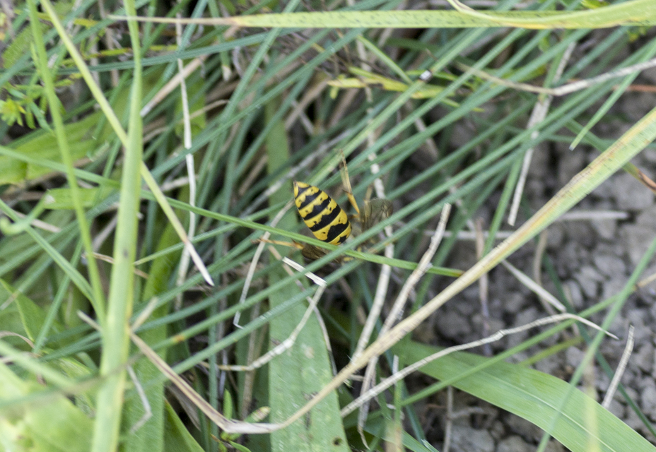 Vespula