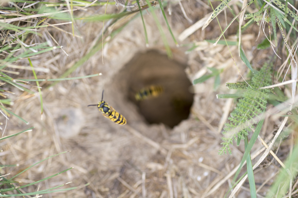 Vespula germanica - német darázs