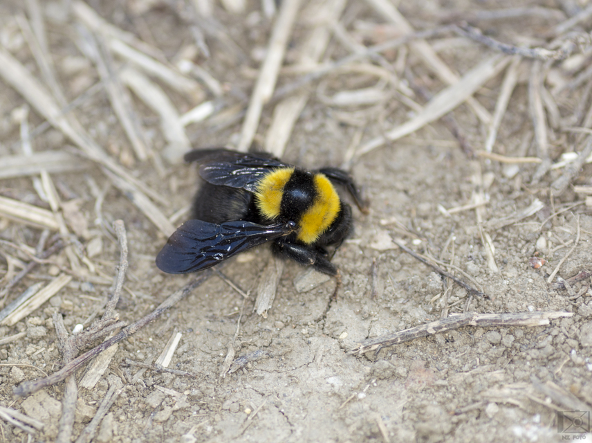 Bombus argillaceus - délvidéki poszméh