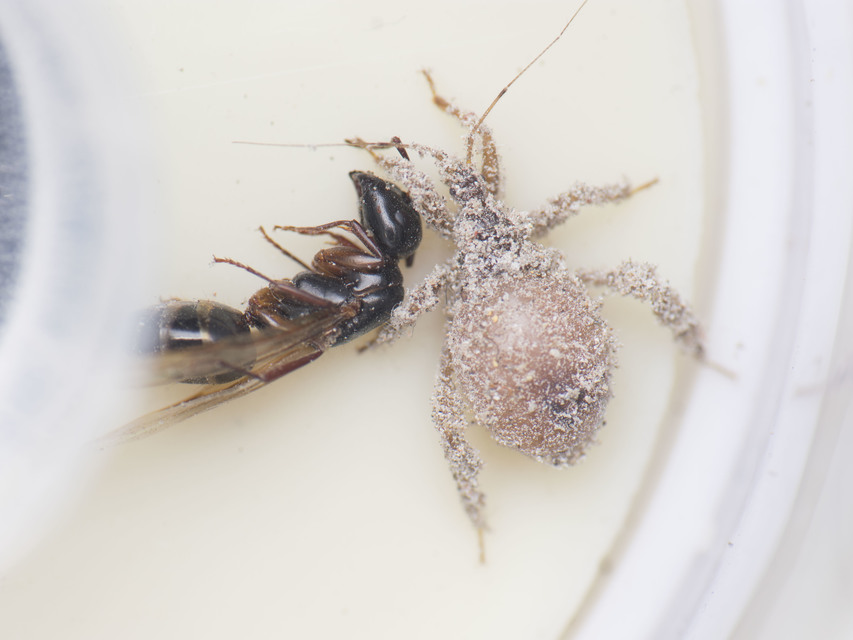 Reduvius personatus - szemetes zugpoloska
