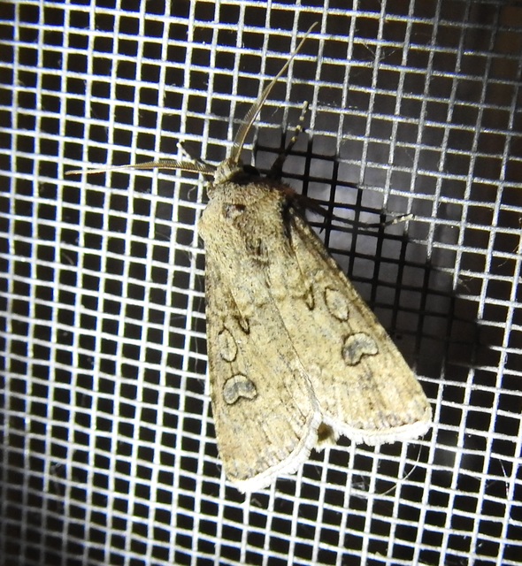 Agrotis segetum - vetési földibagoly