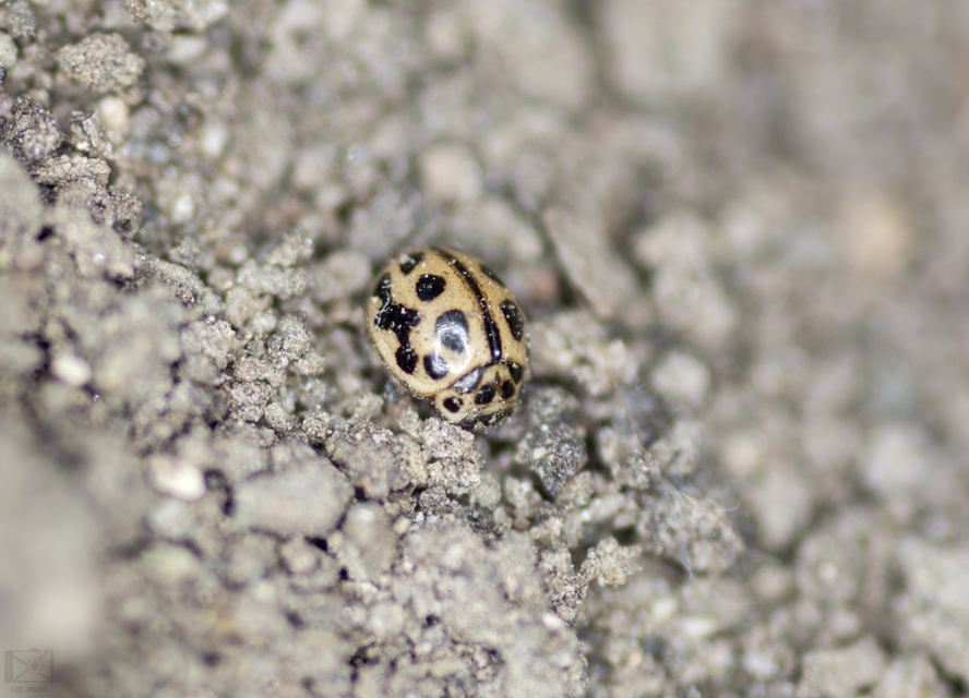 Tytthaspis sedecimpunctata - tizenhatpettyes katica