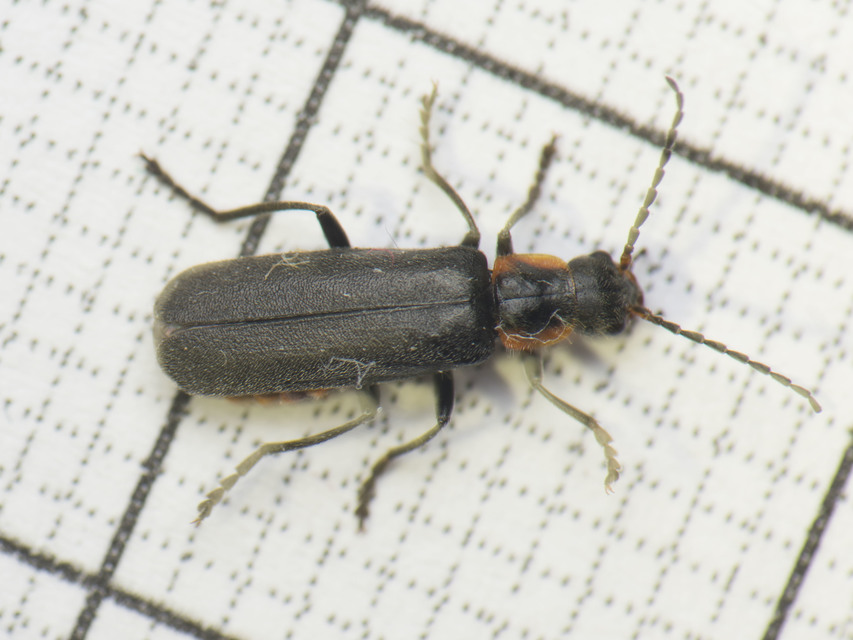 Cantharis