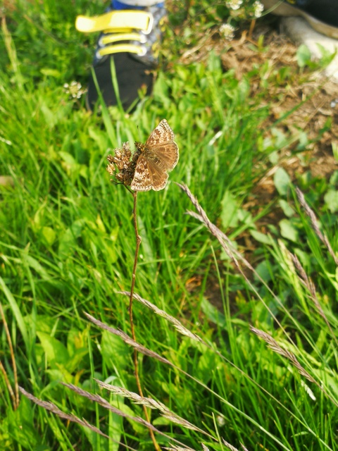 Erynnis tages - cigánylepke