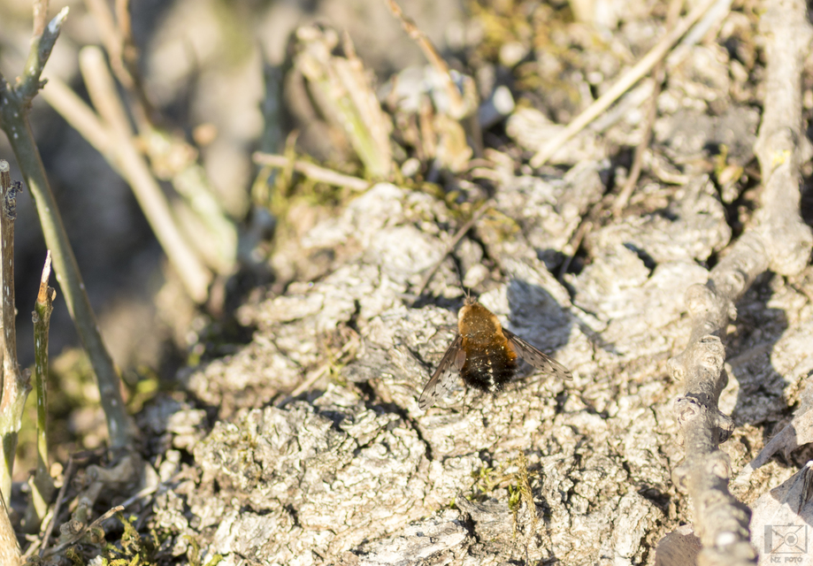 Bombylius discolor - feketefarú pöszörlégy