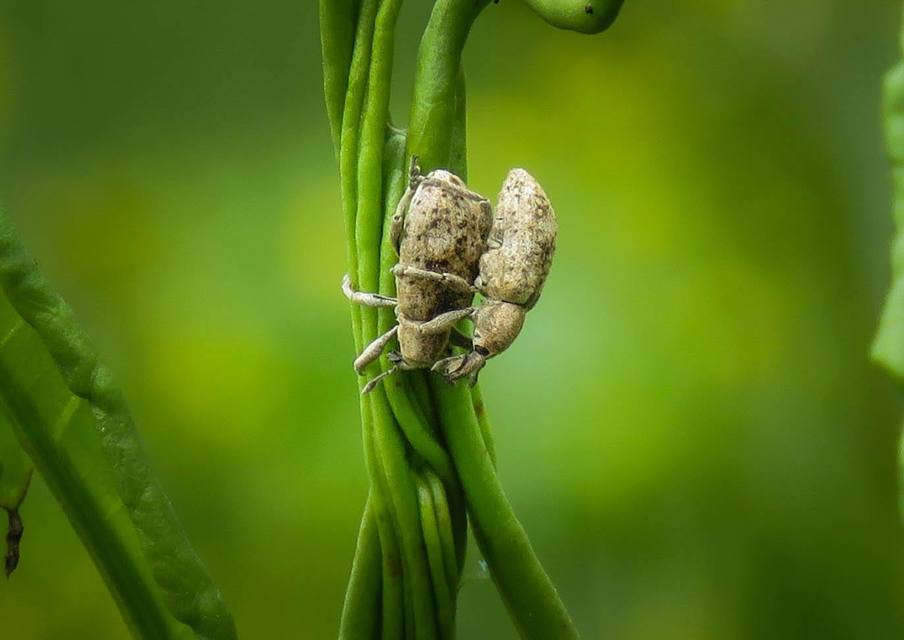 Icaris sparganii - szélesbékabuzogány-ormányos