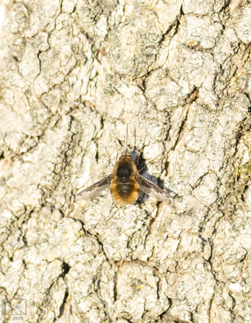 Bombylius major - szegélyes pöszörlégy