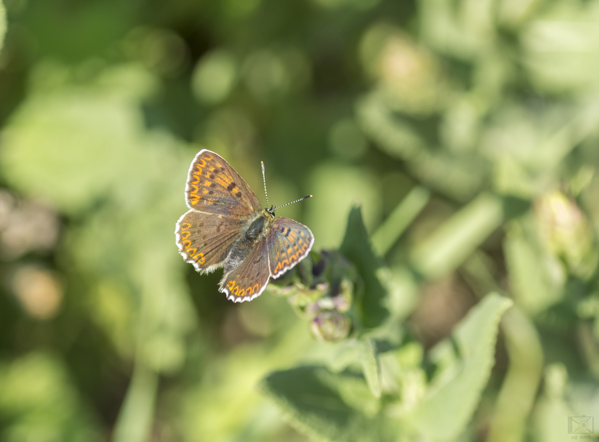Lycaena tityrus - barna tűzlepke