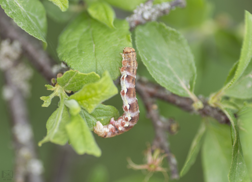 Erannis defoliaria - nagy téliaraszoló